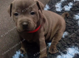 Gorgeous blue staffy pups