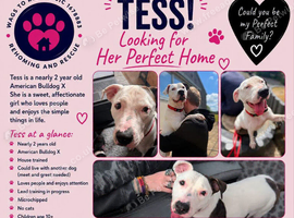 Could Tess be the missing piece of your family?