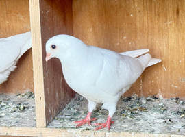 High flyer and fancy pigeons