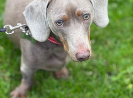 1.5 year old sausage dog male