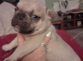 BEAUTIFUL KC FRENCH BULLDOG PUPPIES