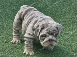 English bulldog puppies