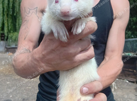 Male and female ferrets