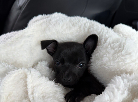 Mini chihuahua