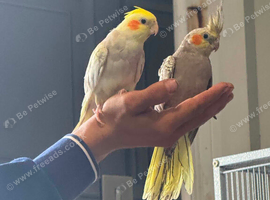 2 Bonded 5 Month Old Semi Tame Cockatiels