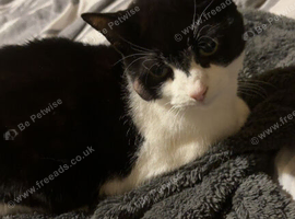 Female senior cat