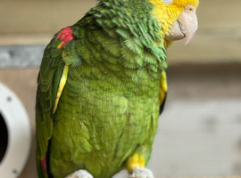 Double yellow headed Amazon cock bird