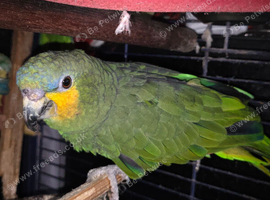 Blue fronted amazon male 2+ years old