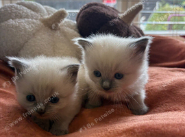 Beautiful ragdoll girls