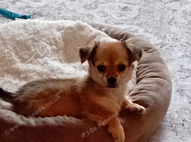 Chihuahua x pomeranian