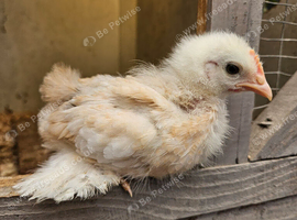 Pekin bantam cock.