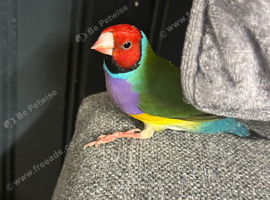 Gouldian Finch price for all 3