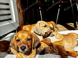 Beautiful red/light red dachshund boys