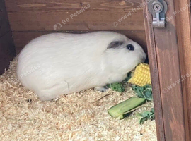 4 year old female guinea pig