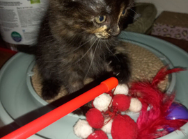 Maine coon x