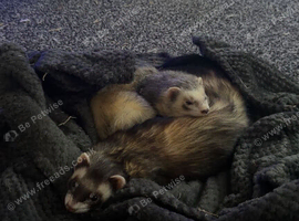 Two pet ferrets