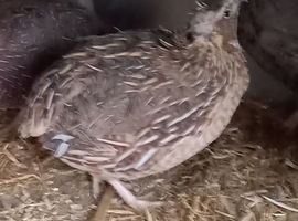Female quail