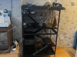 2 female young rats with cage