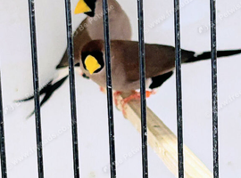 Masked Grassfinch