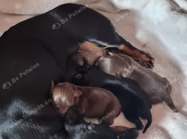 Mini dachshund black with tan pointers