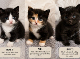 Cute kittens are looking for a home