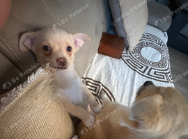 Chihuahua puppy