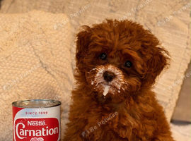 Teacup red poodle