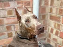 ISABELLA DOBERMAN STUD