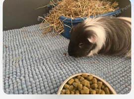 2 boy  guinea pigs