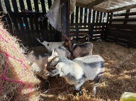 Pygmy goats