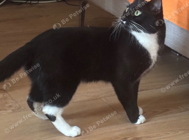 Male black and white tuxedo cat