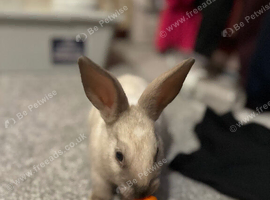 Grey and white bunny