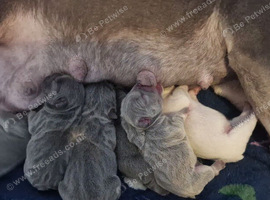 French bulldog puppies