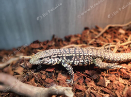 Argentina Tegu
