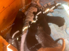I have a beautiful letter of kittens