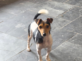 Traditional Miniature Jack Russell