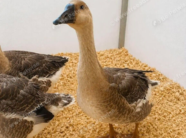 Africa geese