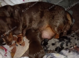 Last sausage dog puppy for sale
