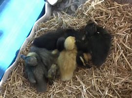 Indian Runner ducklings