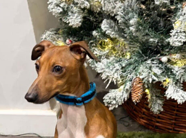 Proven KC Italian Greyhound Stud from champ lines