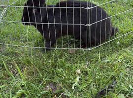 Raven the rabbit