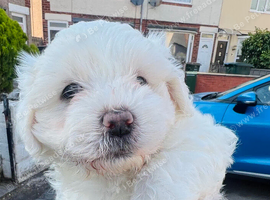 Maltese puppy last male