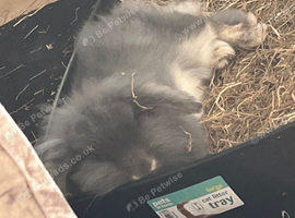 Female minilop x lionhead spayed ,  approx 2 yrs old