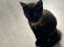 Tortoise Shell Kitten Friendly and Playfull