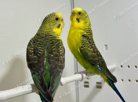 Black Wing Budgies For Sale