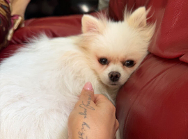 Pomeranian male