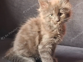 Maine Coons kittens in Manchester (3 boys)