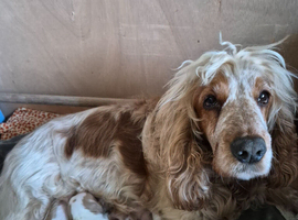 Show Cocker Spaniel puppies