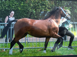 3yo filly