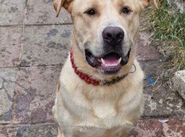 German shepard cross bull dog
